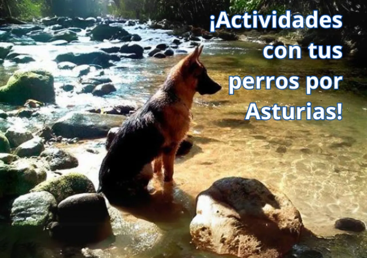 Actividades para hacer con tu perro en Asturias